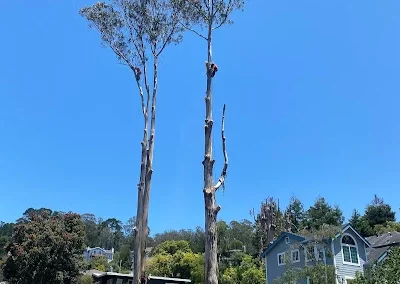 Tree Expert