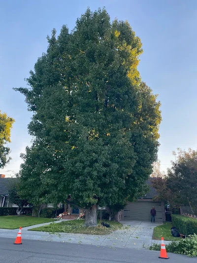 Tree Expert in Stockton, CA