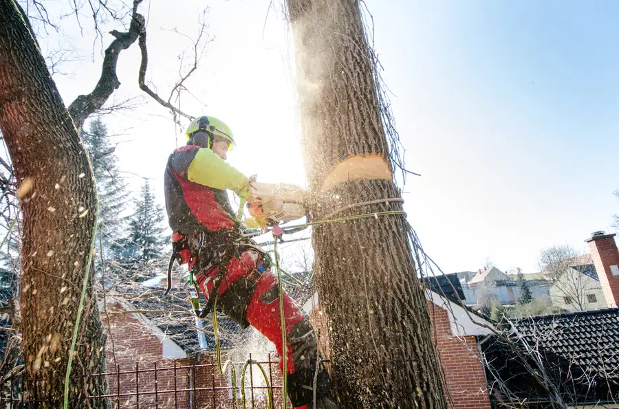 Excellent Tree Cutting Service Stockton, CA