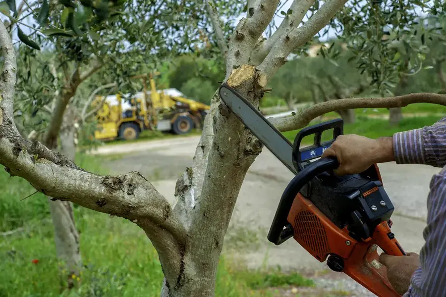 Key Differences Between Tree Pruning And Trimming Stockton, CA Key Differences Between Tree Pruning And Trimming Stockton, CA