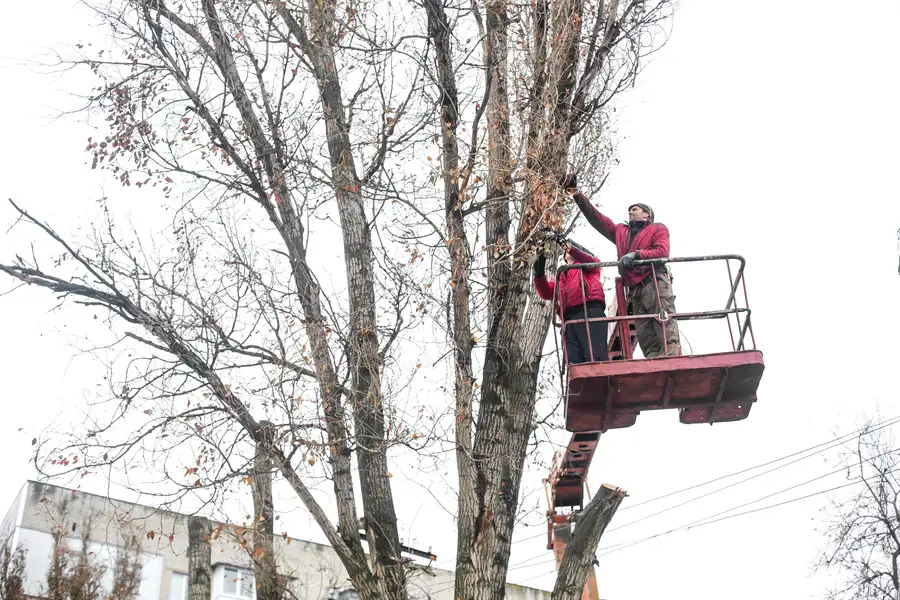Key Differences Between Tree Pruning And Trimming in Stockton, CA Key Differences Between Tree Pruning And Trimming in Stockton, CA