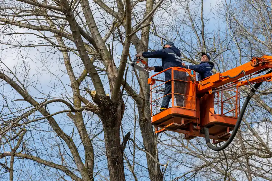 Premium Tree Removal Service Stockton, CA