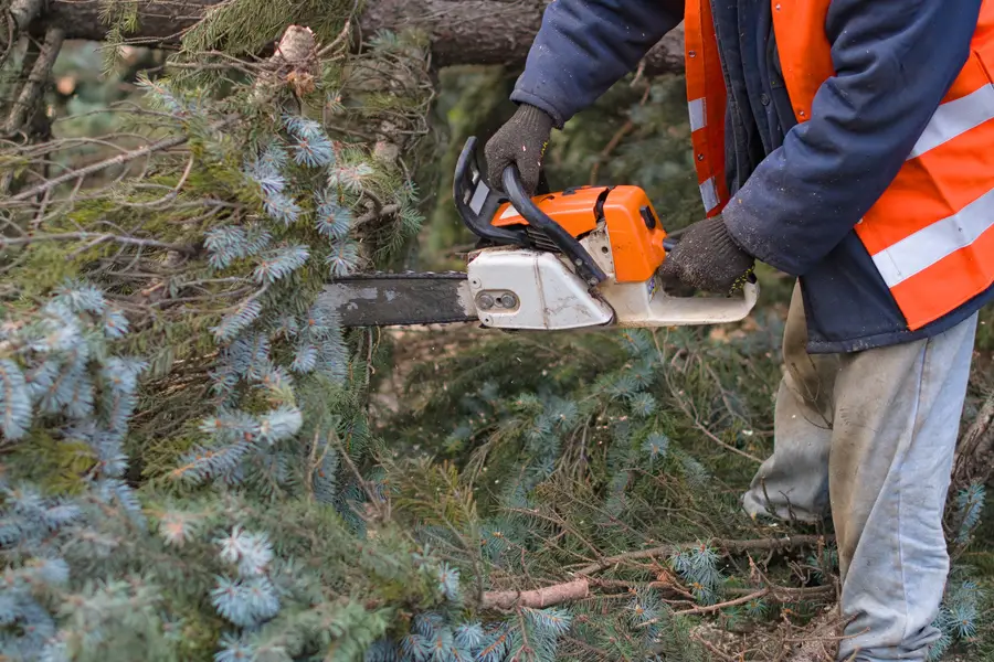 Reliable Tree Removal Service Stockton, CA