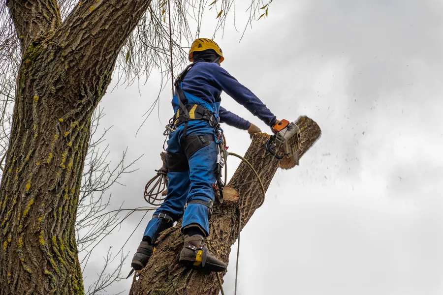 Top-rated Tree Cutting Service Stockton, CA