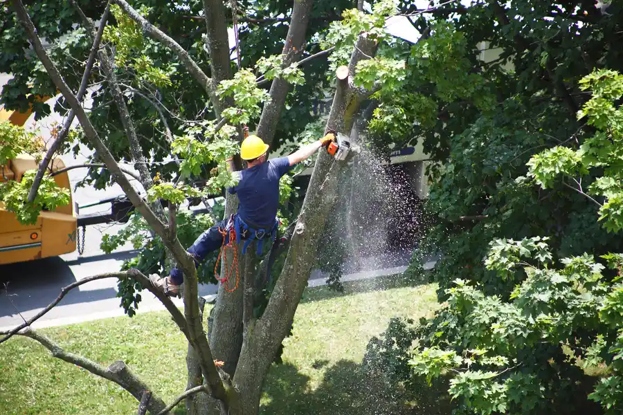 Understanding When Tree Removal Service Is Necessary in Stockton, CA