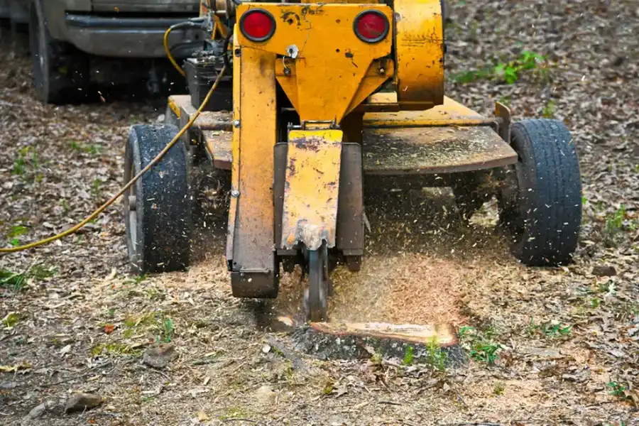 What To Expect During A Stump Grinding Process in Stockton, CA